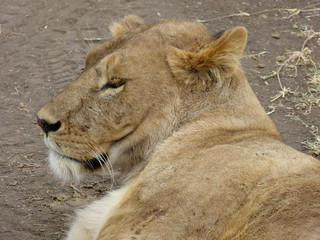 Tired Lion in the Ngorongoro Crater in Tanzania, Africa.