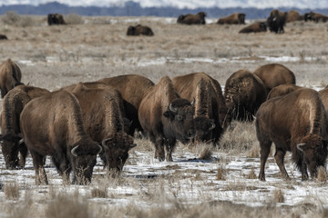 Fototapeta premium American bison grazing on the prairie in winter near Denver, Colorado