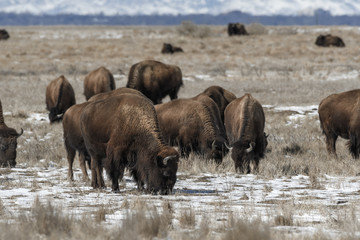 Fototapeta premium American bison grazing on the prairie in winter near Denver, Colorado