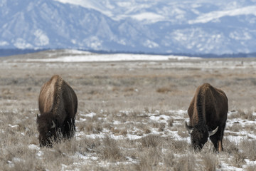 American bison grazing on the prairie in winter near Denver, Colorado