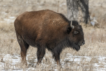 Fototapeta premium American bison on the plains in winter near Denver, Colorado