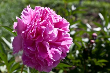 Fototapeta premium .Shrub peony in the garden