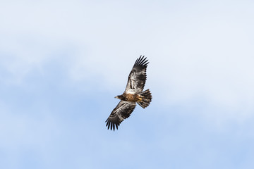 Juvenile Bald Eagle flying near Denver, Colorado