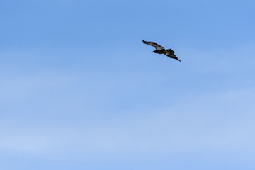 Juvenile Bald Eagle flying near Denver, Colorado