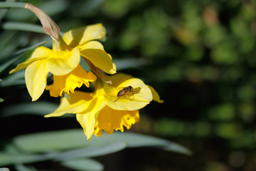 Fiore - Ape - giardino - estate - natura - giallo - primavera
