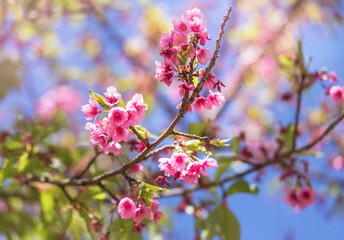         Close up pink Sakura flowers or Cherry blossom blooming on tree in springtime with blue sky