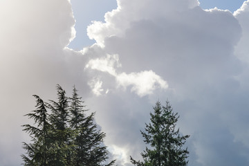 Dramatic cloudy sky, white and gray clouds moving across the sky above the tops of evergreen trees, nature background