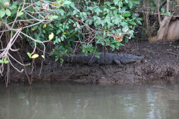 Crocodile on mud next to river 5096
