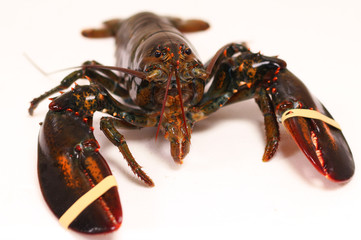 canadian  lobster isolated