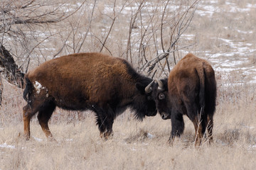 American bison rut on the plains in winter near Denver, Colorado