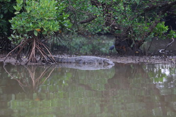 Crocodile on mud next to river 5123