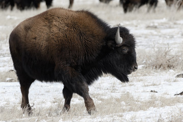 American bison on the plains in winter near Denver, Colorado