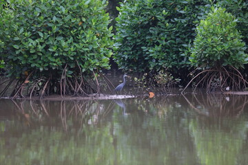 Grey bird standing in mud next to mangrove 5143