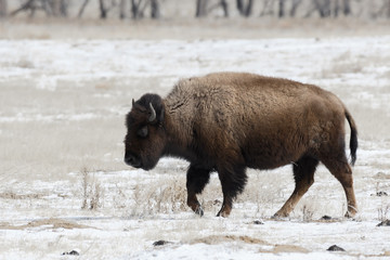 American bison on the plains in winter near Denver, Colorado