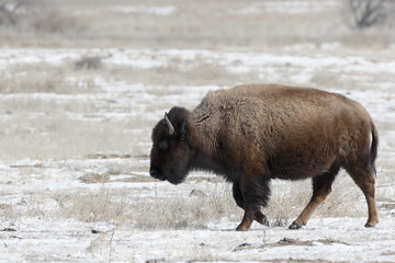 American bison on the plains in winter near Denver, Colorado