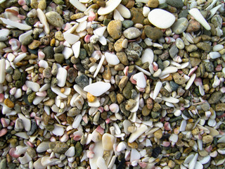 shells on the beach
