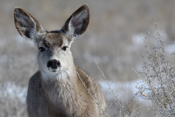 Adorable young female mule deer finds food on a sunny winter day near Denver, Colorado