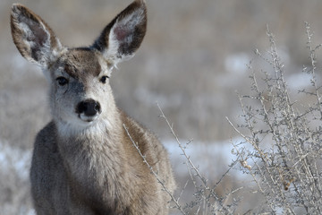 Adorable young female mule deer finds food on a sunny winter day near Denver, Colorado