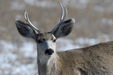 Young male mule deer on a sunny winter day near Denver, Colorado