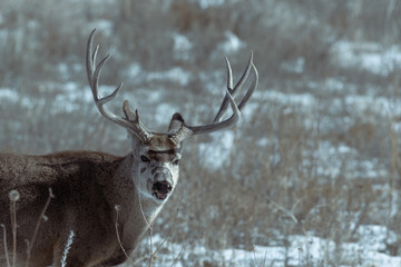 Male mule deer on a sunny winter day near Denver, Colorado