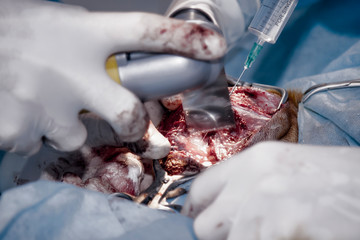 Surgical incision into the bone. Performing a complex surgical operation. Veterinarian surgery, fixing of wounded canine leg.