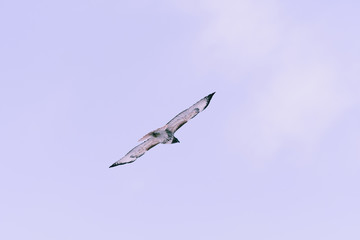 Red-tailed hawk flying near Denver, Colorado