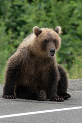 Young hungry wild Kamchatka brown bear sits on side of asphalt road. Eurasia, Russian Far East, Kamchatka Peninsula.