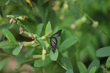 Black and white butterfly 5314