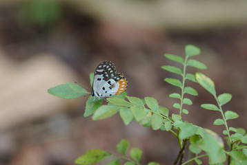 Orange white and black butterfly 5317