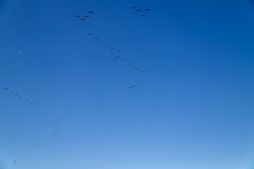 When the migratory birds moving
