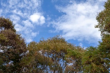 見上げる秋の空