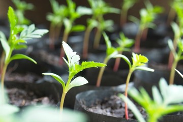 young plant in a pot