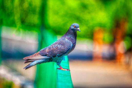 beautiful portrait of the pigeon