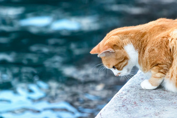 Portrait of a ginger cat alone in the waterfront looking the sea for a fish in Hydra, Greece.