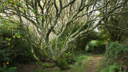 A leafy lane in St Agnes, Cornwall