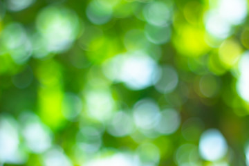 Obraz premium green blurred backdrop of nature, circle light wallpaper, white bokeh background