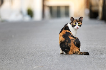 A wild - abandoned cat sitting alone in the street, looking camera, Greece.