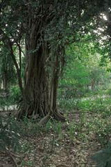 カンボジア　キリングフィールド　ポルポト　クメールルージュ