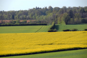 Fototapeta premium Champ de colza et prairie, département de la Manche, France