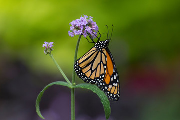 Butterfly 2018-55 / Monarch butterfly (Danaus plexippus) On purple flower.
