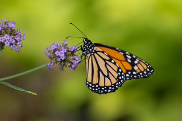 Butterfly 2018-25 / Monarch Butterfly - Danaus plexippus
