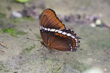 Butterfly 2018-29 / Brown and white butterfly on cement