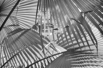 black and white of tropical palm leaves