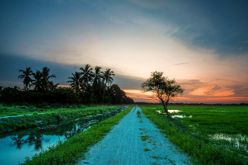 Fototapeta na wymiar sunset scenery at paddy field. soft focus,blur due to long exposure. visible noise due to high ISO.