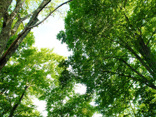 緑の葉と木漏れ日