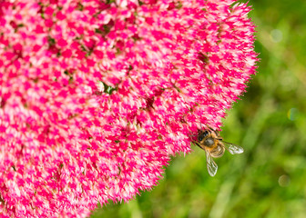 Bee pollenating pink seedum flowers