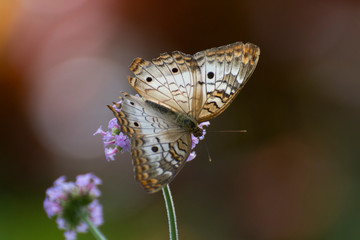 Butterfly 2018-35 /White peacock butterfly 
(Anartia jatrophae)