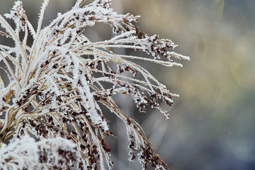Corn stalks are covered with hoarfrost, Snow, early winter. Selective focus, close-up.