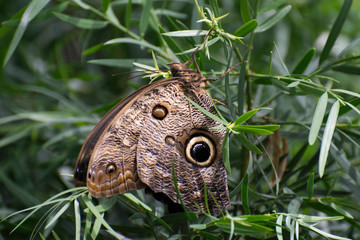 Fototapeta premium Butterfly 2018-61 / Butterfly in the leaves