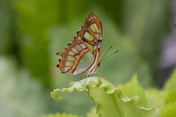 Butterfly 2018-54 / Malachite Butterfly (Siproeta stelenes)